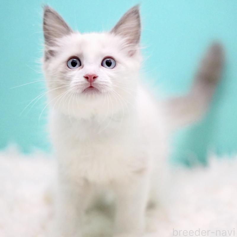 販売中の東京都のラグドール-129845の3枚目