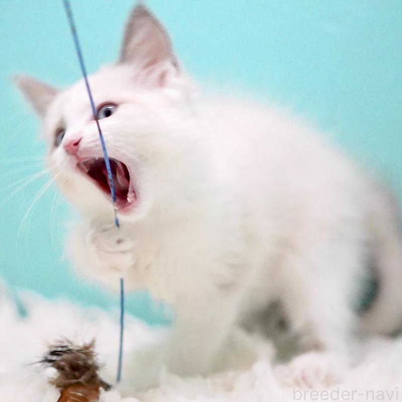 販売中の東京都のラグドール-129845の2枚目