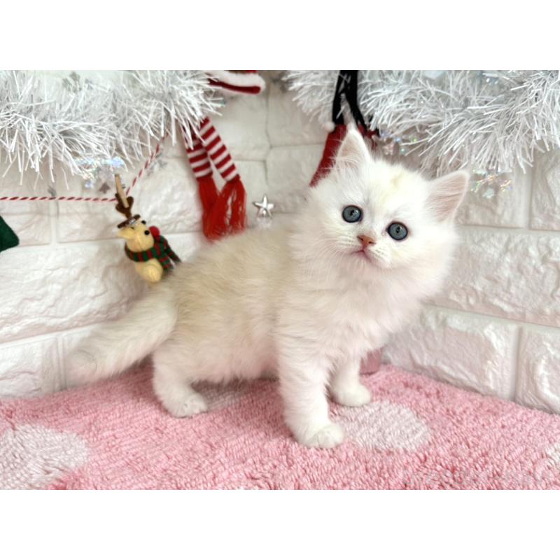 販売中の埼玉県のミヌエット-132281