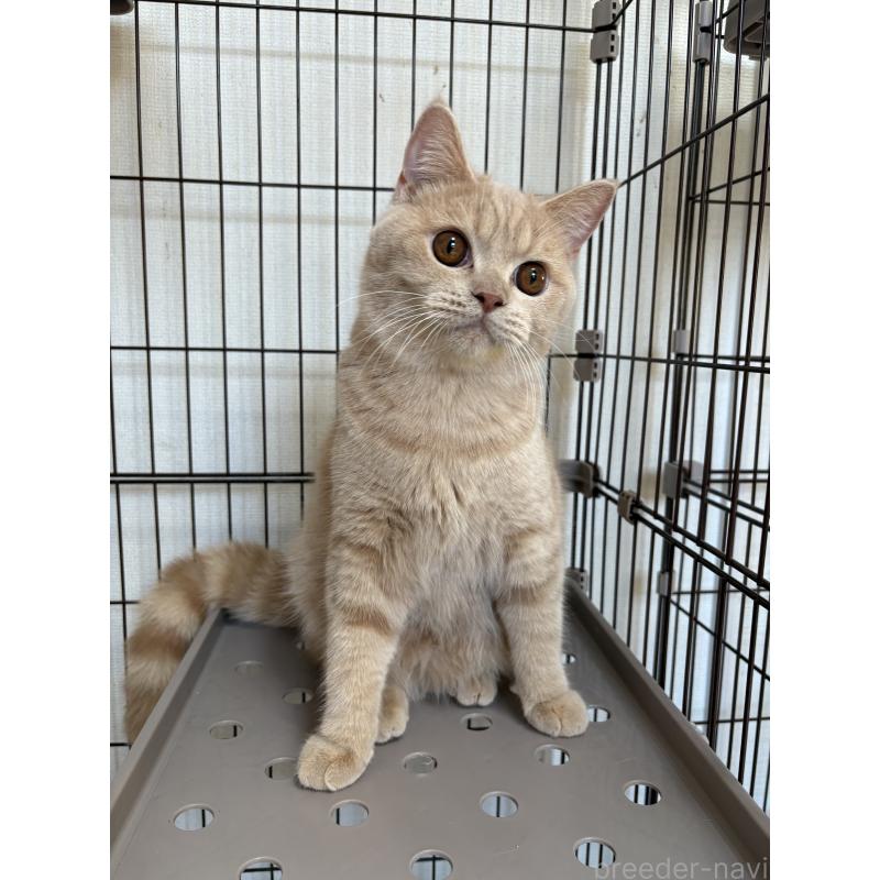 成約済の愛知県のミヌエット-129914の4枚目