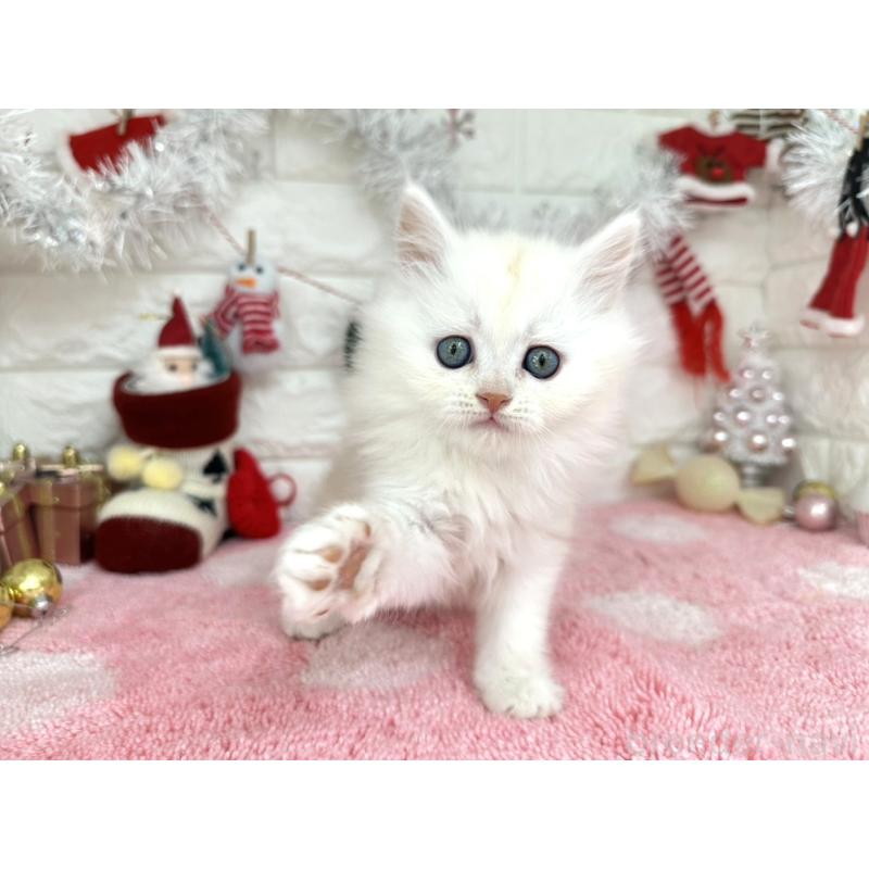 販売中の埼玉県のミヌエット-132281の6枚目