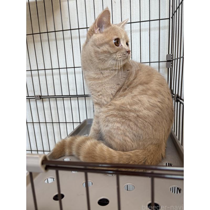 成約済の愛知県のミヌエット-129914の2枚目