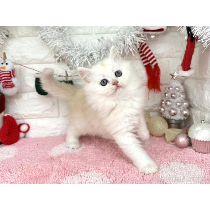 販売中の埼玉県のミヌエット-132281の4枚目