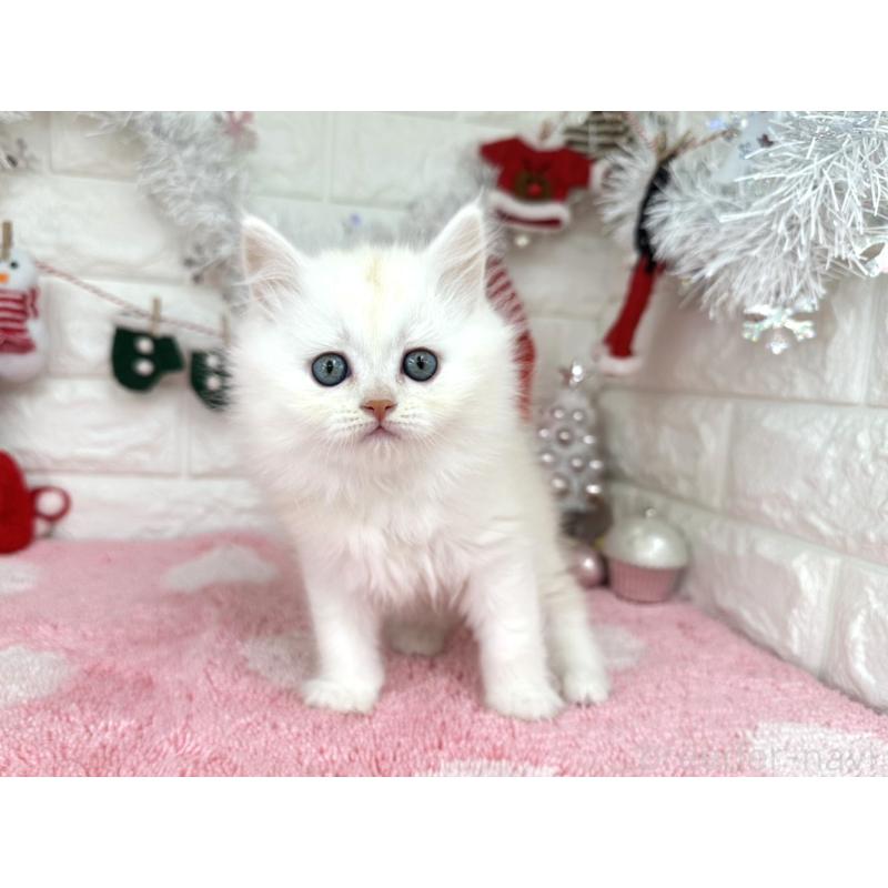 販売中の埼玉県のミヌエット-132281の3枚目