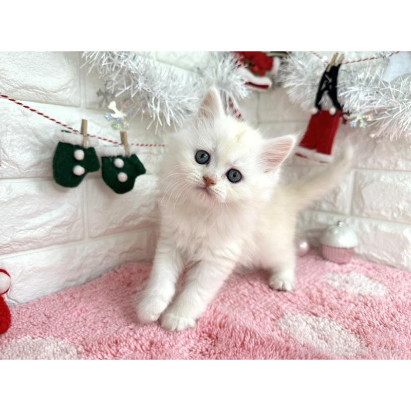 販売中の埼玉県のミヌエット-132281の2枚目