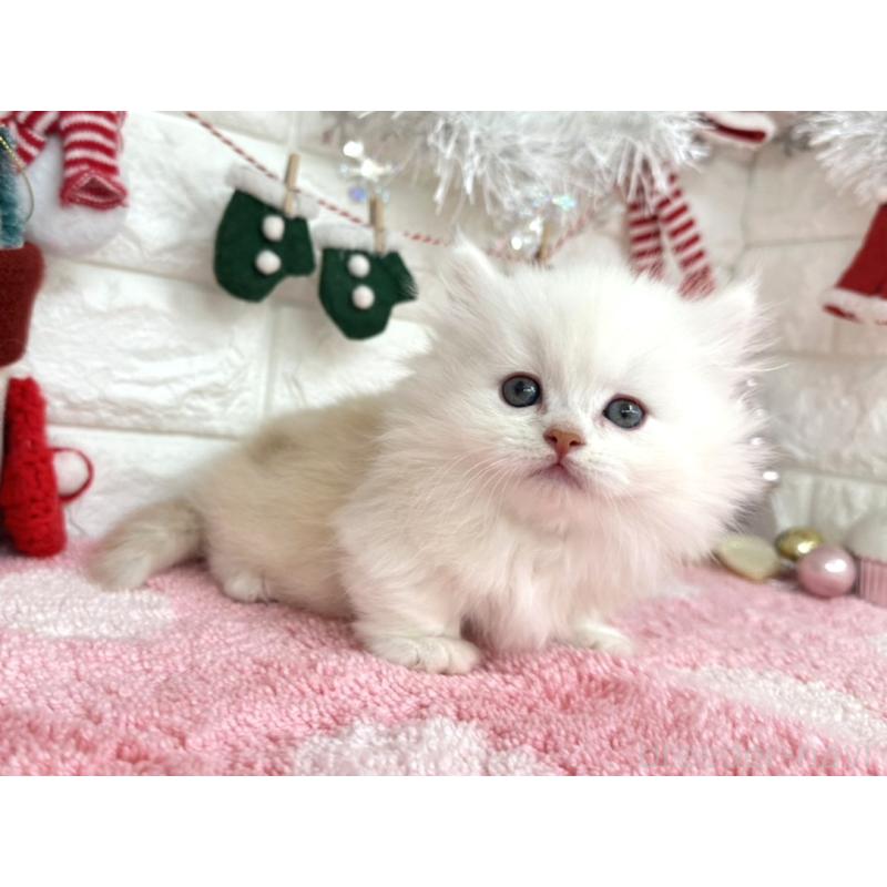 販売中の埼玉県のミヌエット(短足)-132282の1枚目