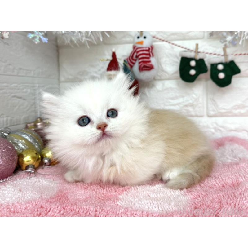 販売中の埼玉県のミヌエット(短足)-132282の6枚目