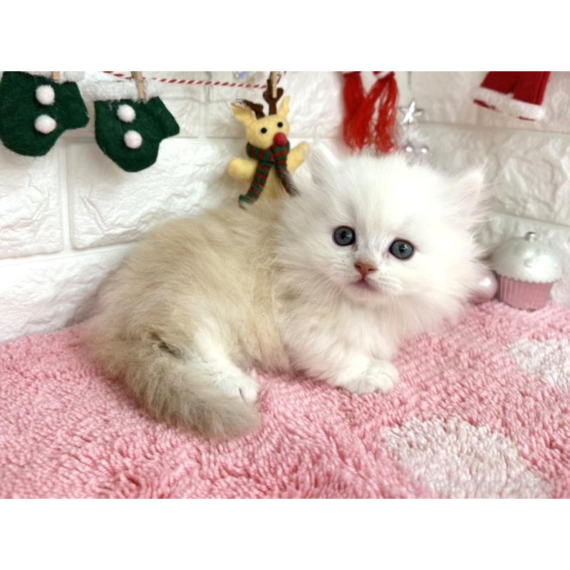 販売中の埼玉県のミヌエット(短足)-132282の5枚目