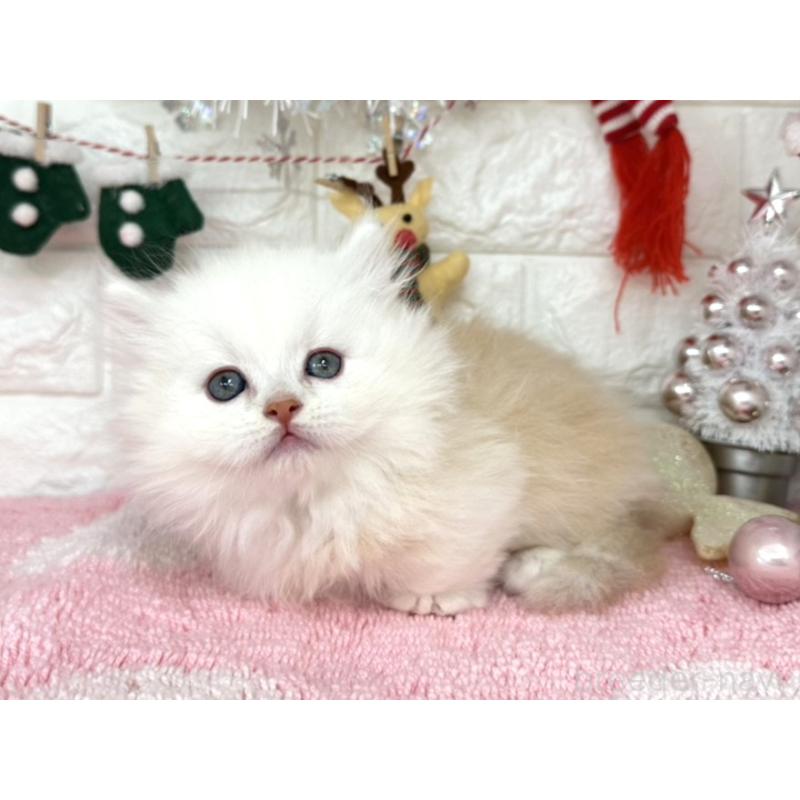 販売中の埼玉県のミヌエット(短足)-132282の4枚目