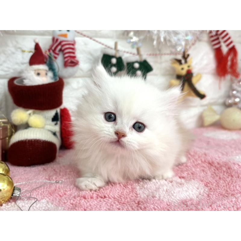 販売中の埼玉県のミヌエット(短足)-132282の3枚目