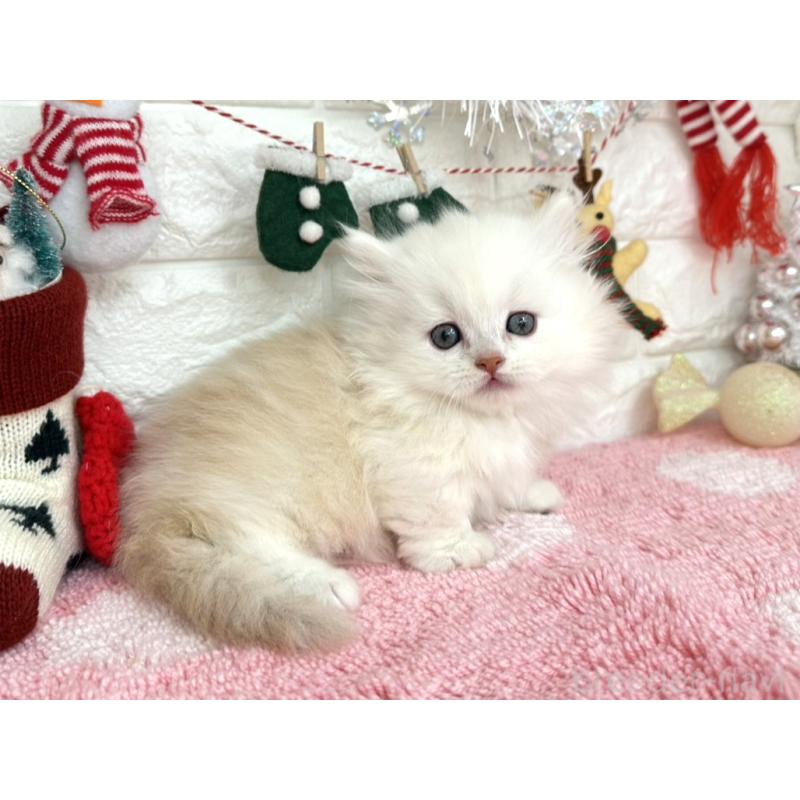 販売中の埼玉県のミヌエット(短足)-132282の2枚目