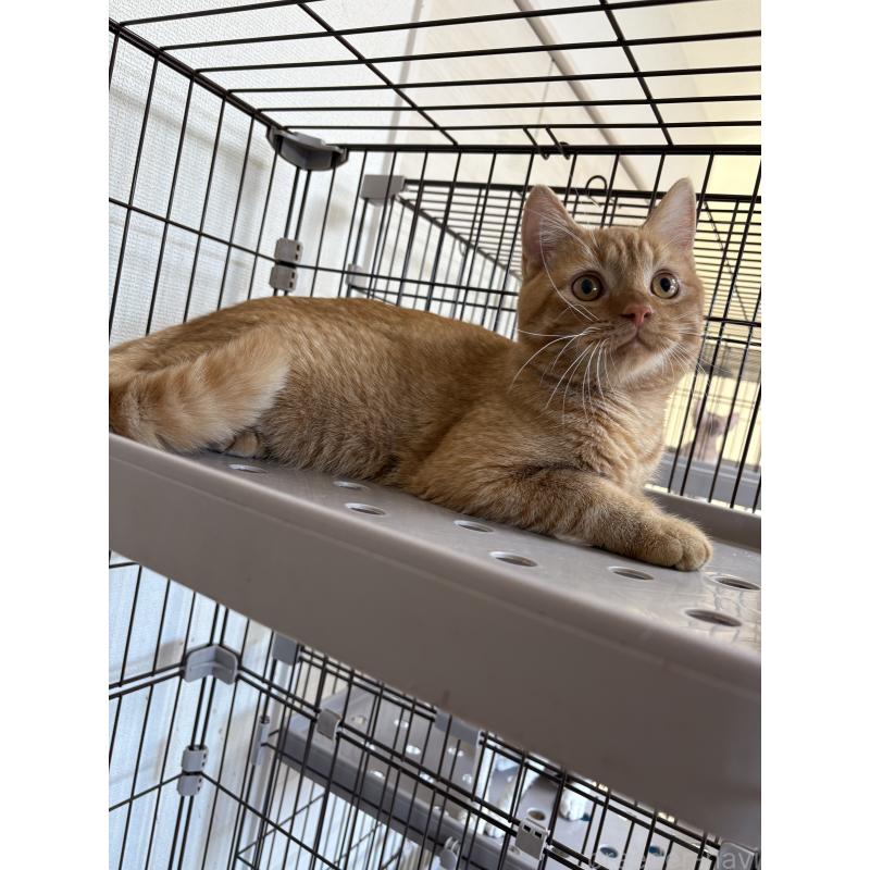 販売中の愛知県のミヌエット-129917の5枚目