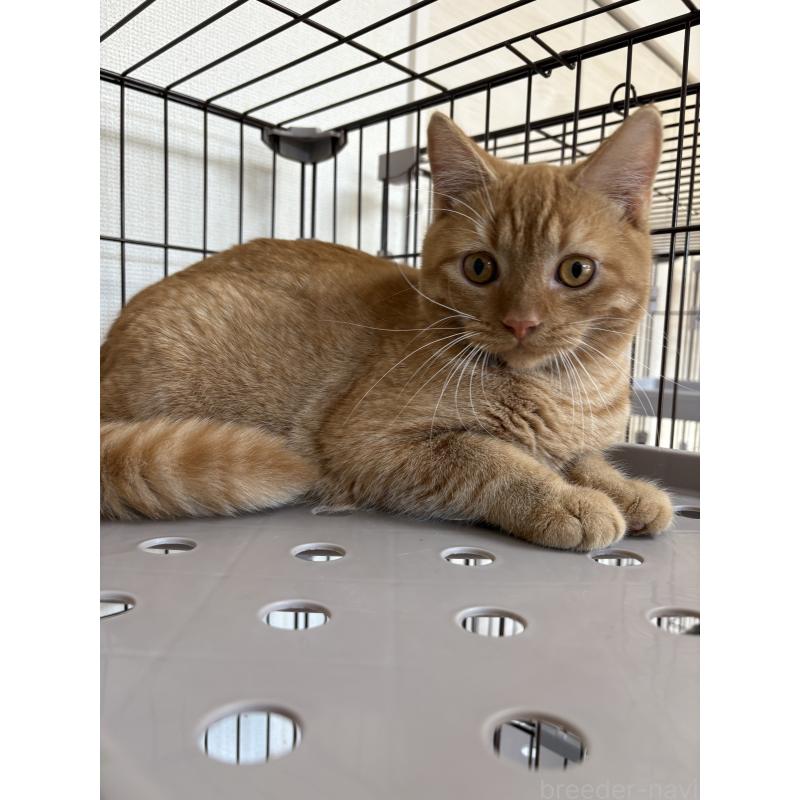 販売中の愛知県のミヌエット-129917の3枚目