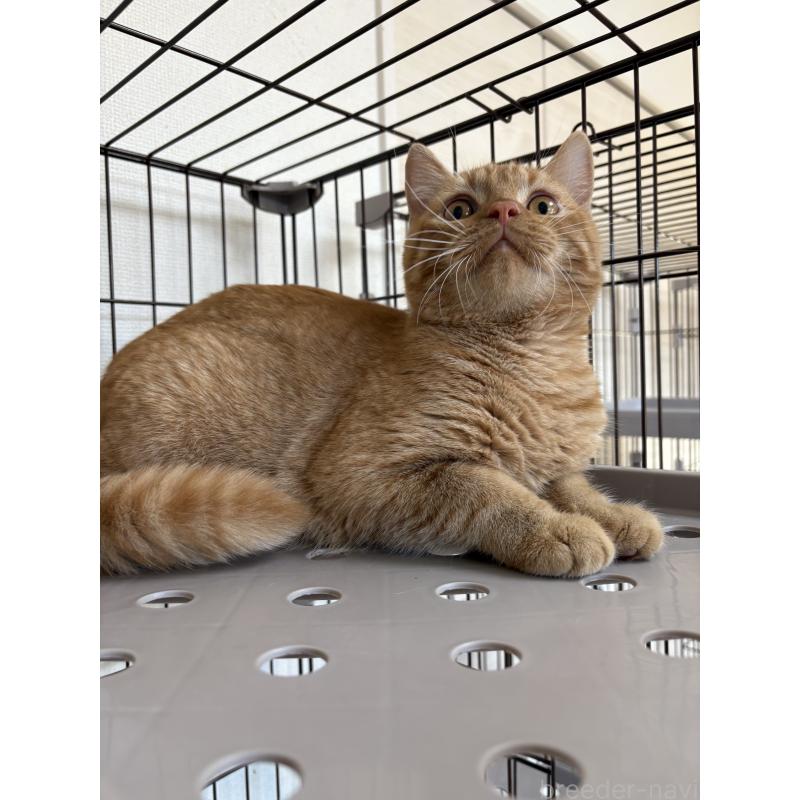 販売中の愛知県のミヌエット-129917の2枚目