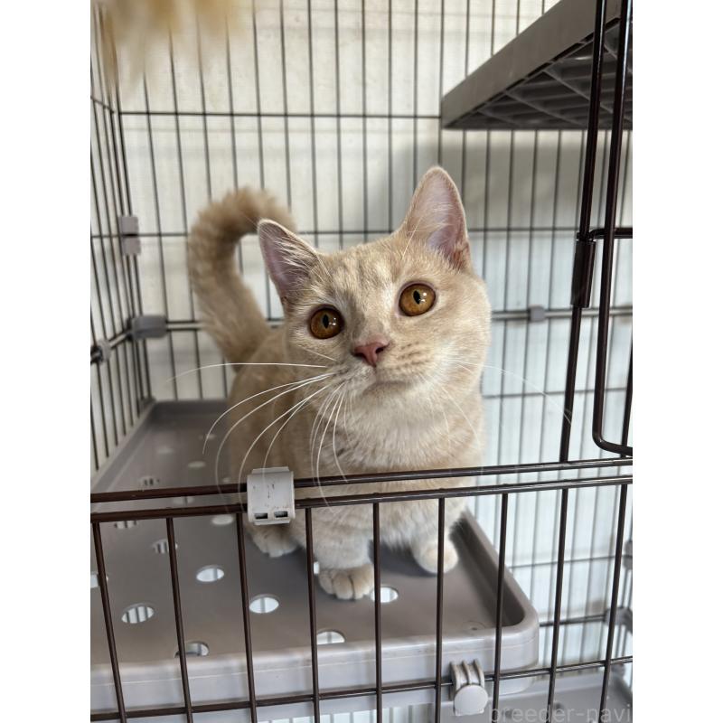 販売中の愛知県のミヌエット-129915の6枚目