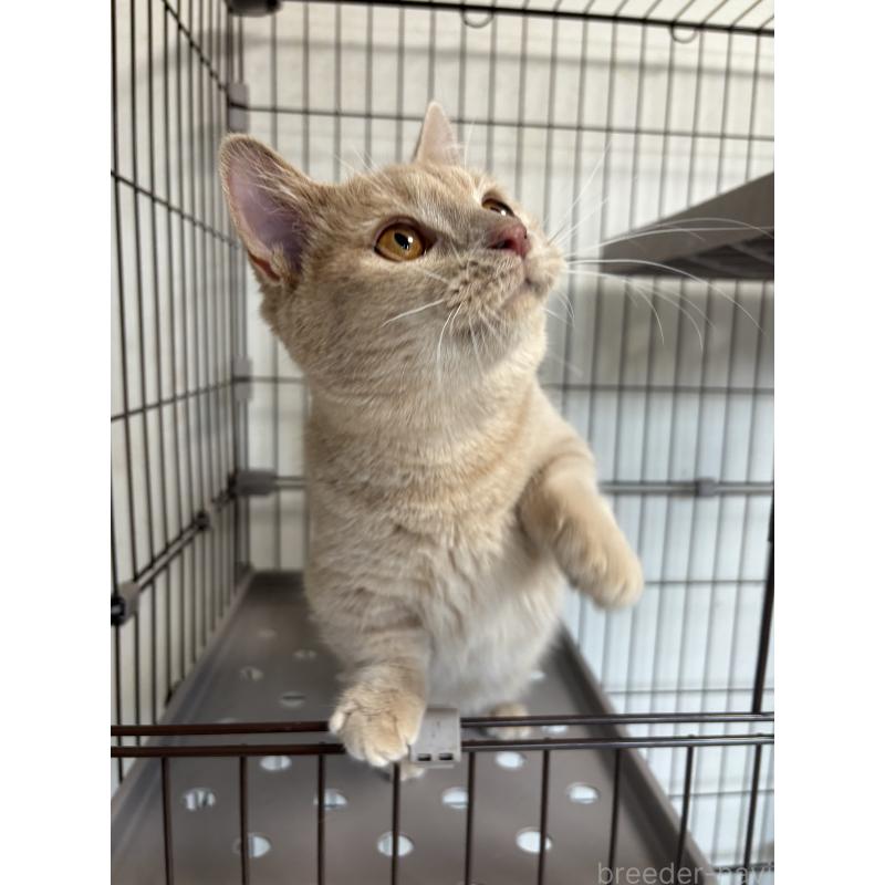 販売中の愛知県のミヌエット-129915の5枚目