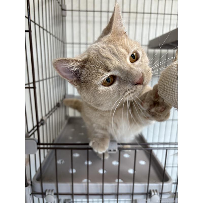 販売中の愛知県のミヌエット-129915の4枚目