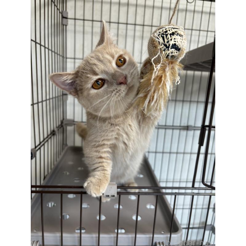 販売中の愛知県のミヌエット-129915の3枚目