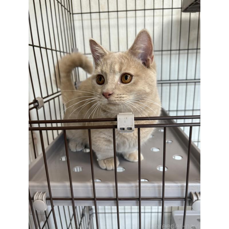 販売中の愛知県のミヌエット-129915の2枚目