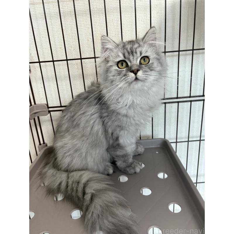 成約済の愛知県のミヌエット-130496の4枚目