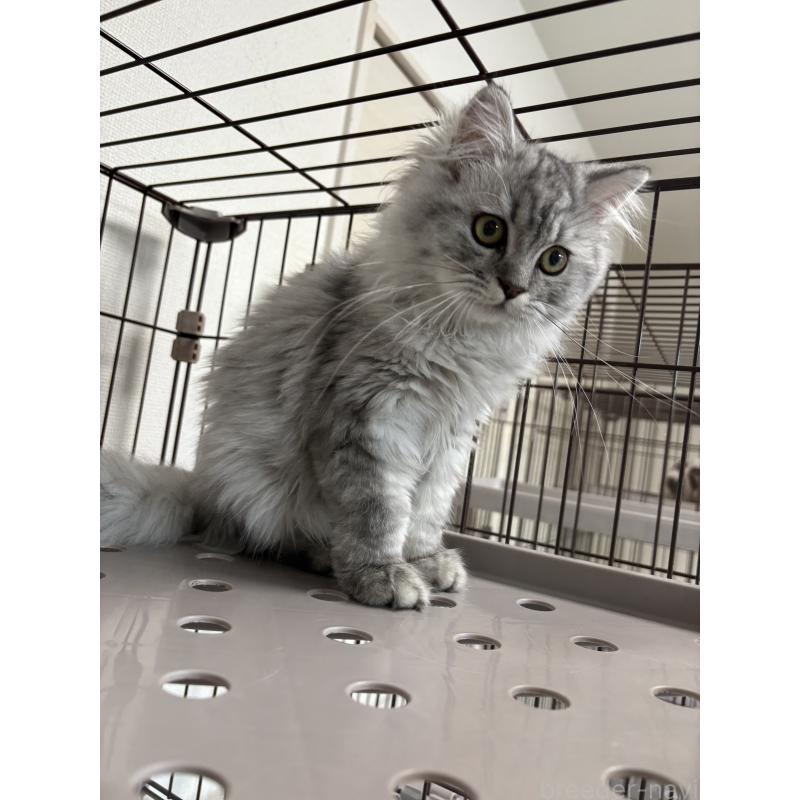 成約済の愛知県のミヌエット-130496の3枚目