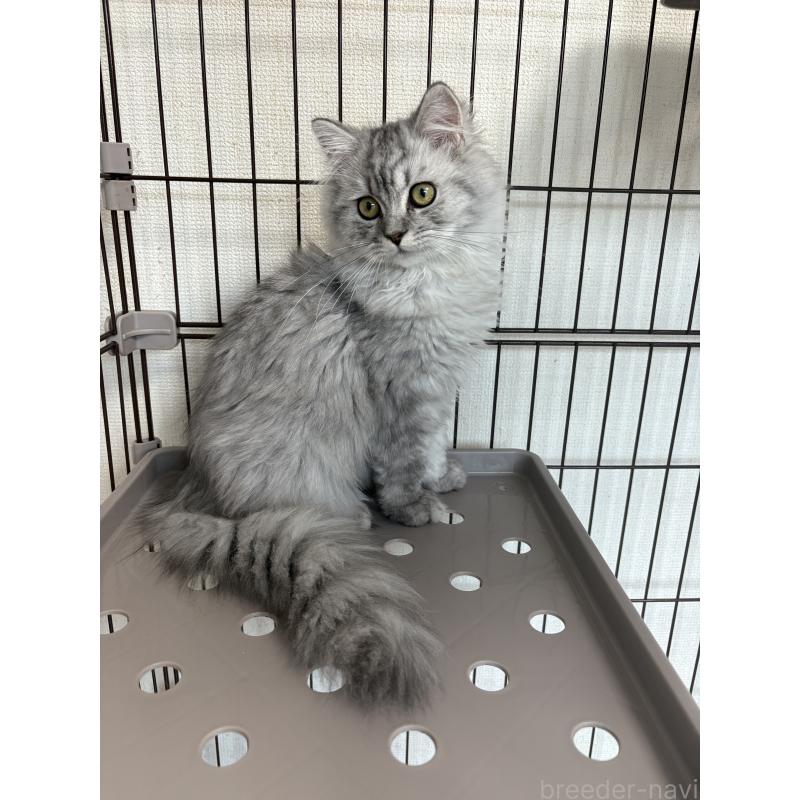 成約済の愛知県のミヌエット-130496の2枚目