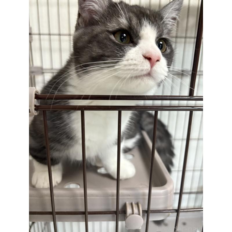 成約済の愛知県のミヌエット-130502の6枚目