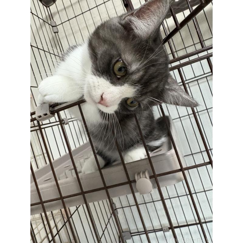 成約済の愛知県のミヌエット-130502の5枚目