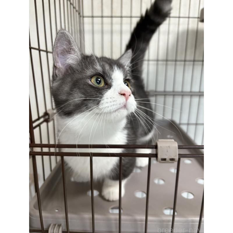 成約済の愛知県のミヌエット-130502の4枚目