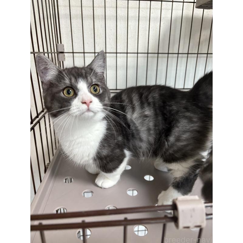 成約済の愛知県のミヌエット-130502の3枚目