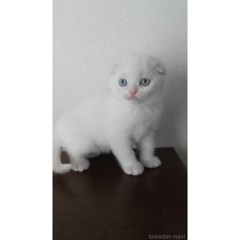 成約済の栃木県のスコティッシュフォールド-131272の3枚目