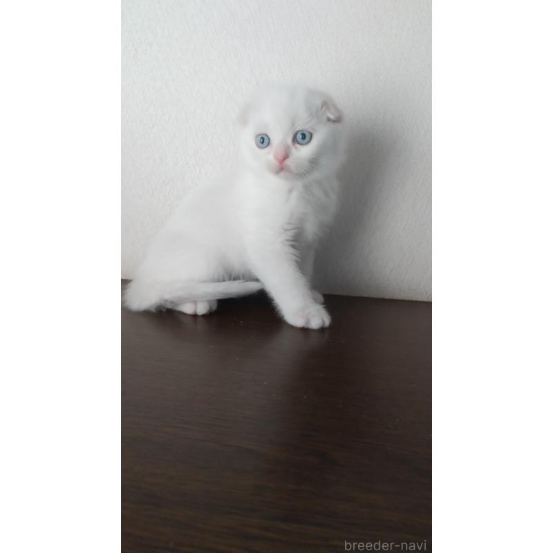 成約済の栃木県のスコティッシュフォールド-131272の2枚目