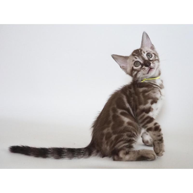 販売中の神奈川県のベンガル-131514の14枚目