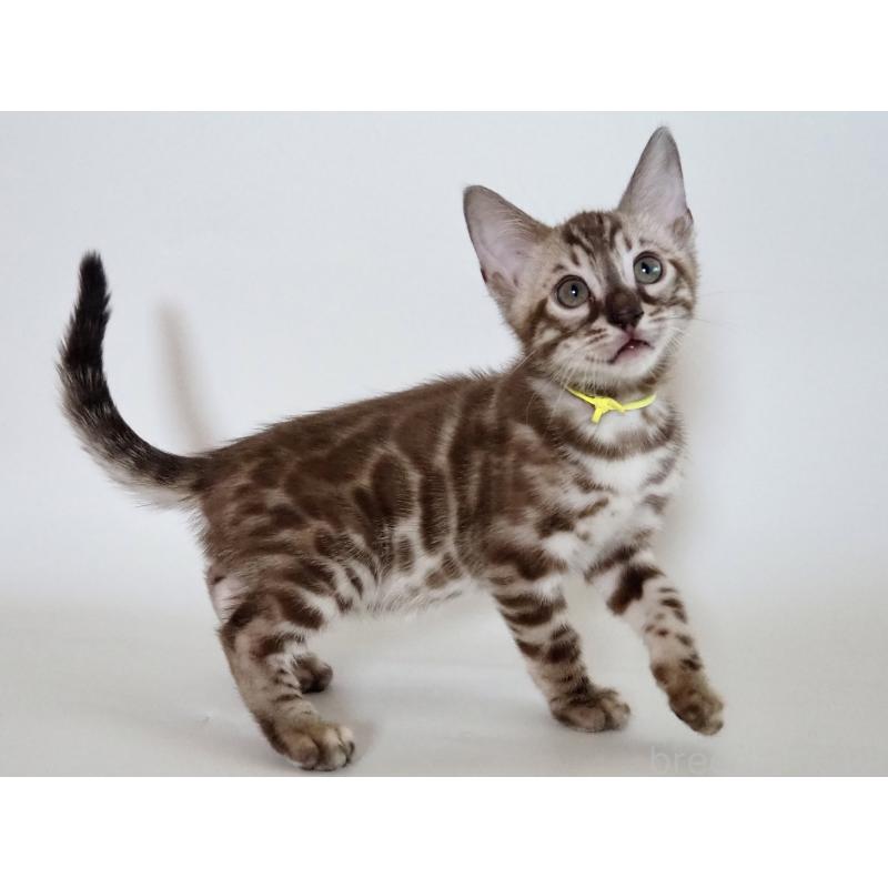 販売中の神奈川県のベンガル-131514の13枚目