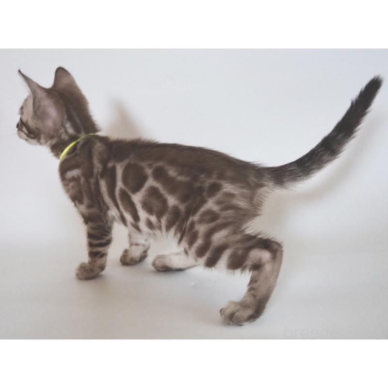 販売中の神奈川県のベンガル-131514の12枚目