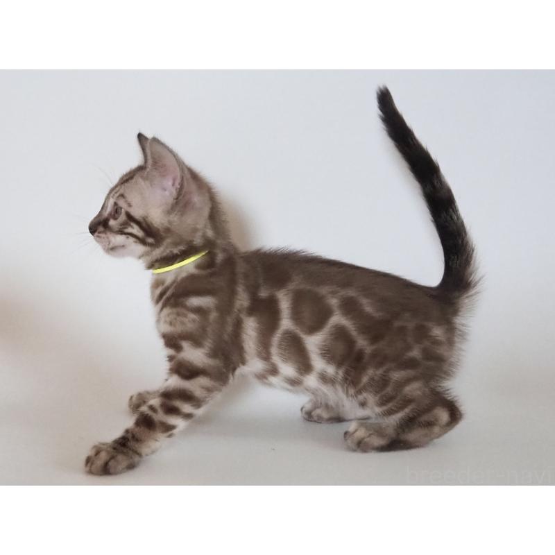 販売中の神奈川県のベンガル-131514の11枚目