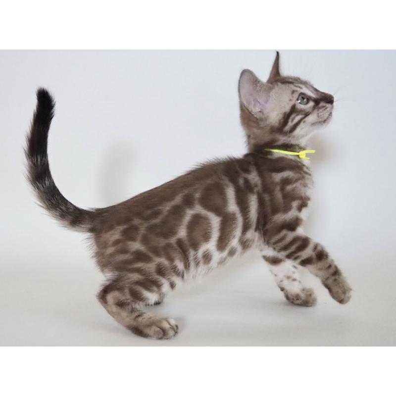 販売中の神奈川県のベンガル-131514の10枚目