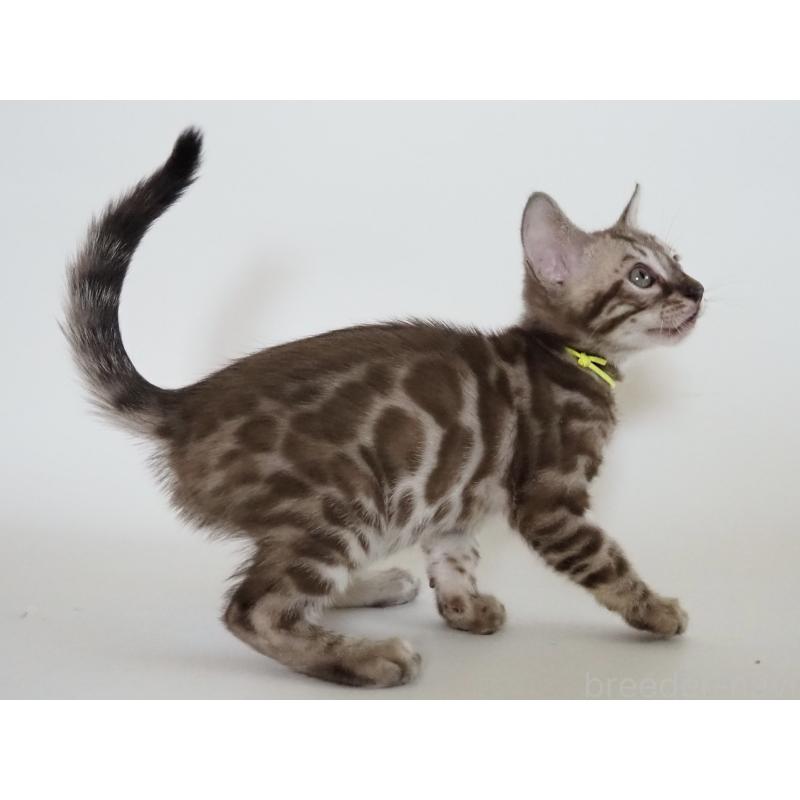 販売中の神奈川県のベンガル-131514の9枚目