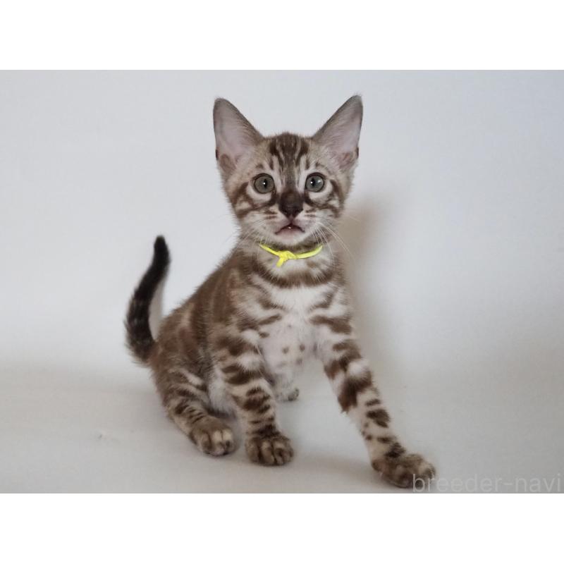 販売中の神奈川県のベンガル-131514の8枚目