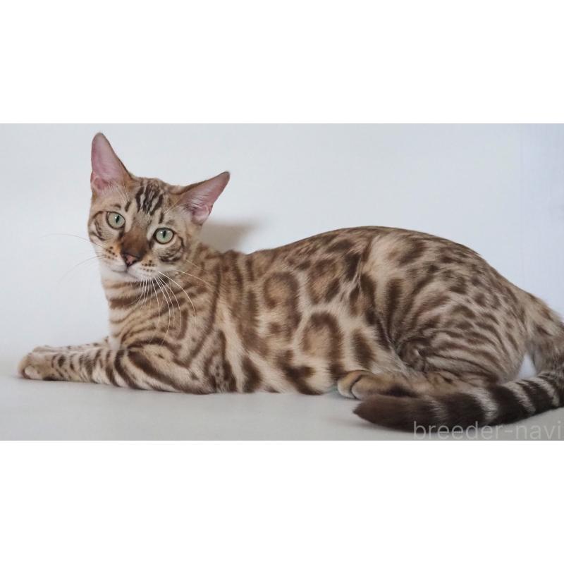 販売中の神奈川県のベンガル-123021の9枚目