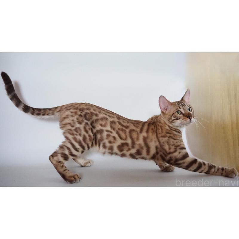 販売中の神奈川県のベンガル-123021の8枚目