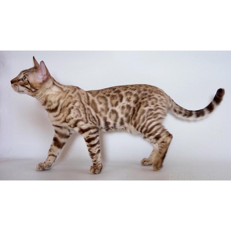 販売中の神奈川県のベンガル-123021の7枚目