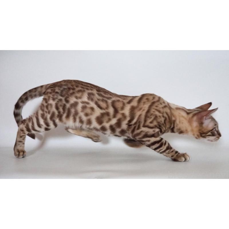 販売中の神奈川県のベンガル-123021の6枚目