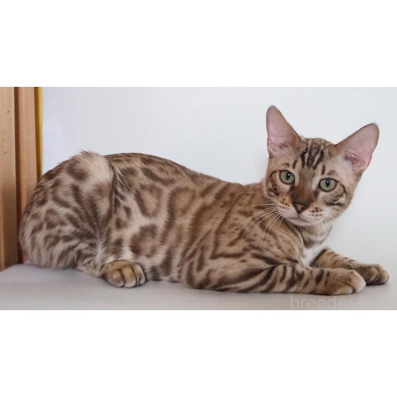 販売中の神奈川県のベンガル-123021の5枚目