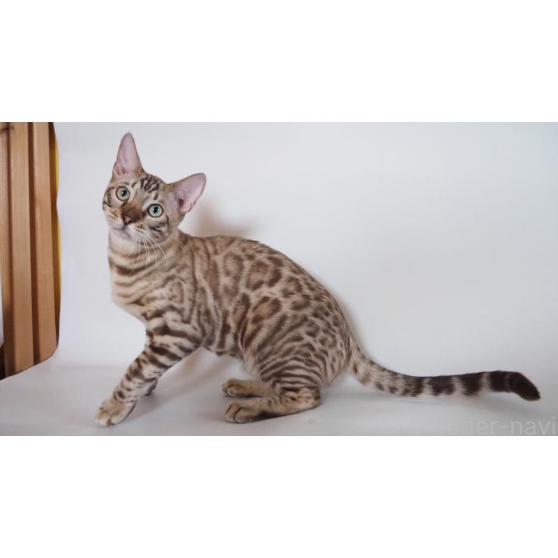 販売中の神奈川県のベンガル-123021の4枚目