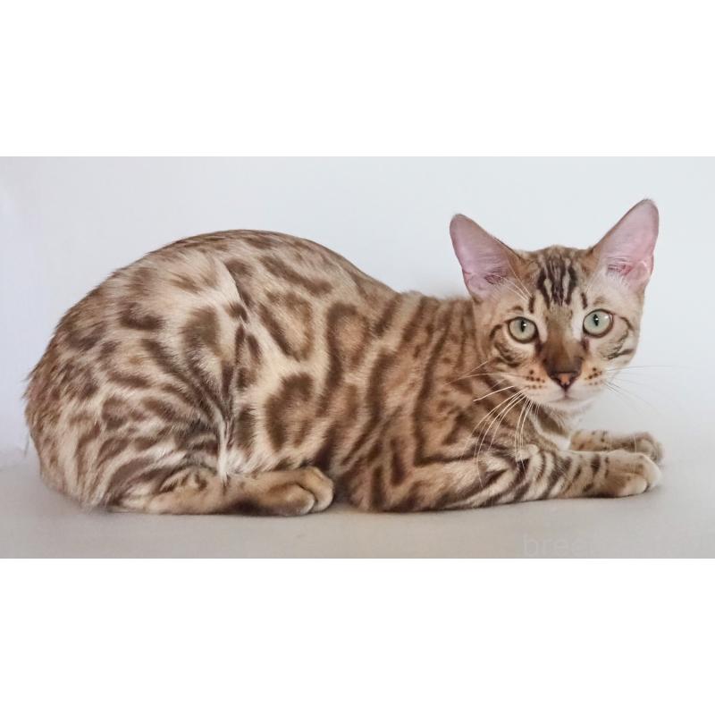 販売中の神奈川県のベンガル-123021の3枚目