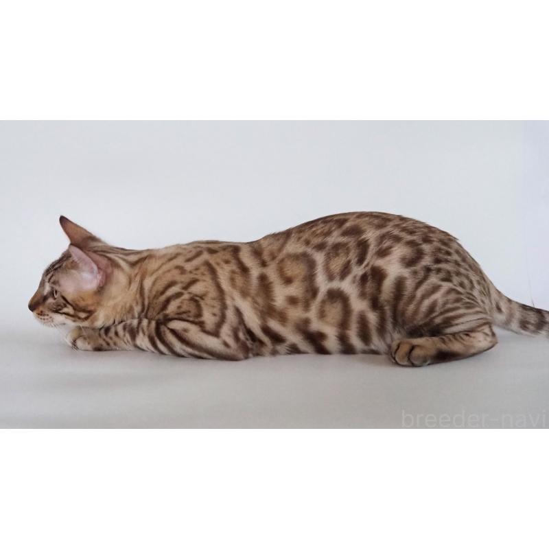 販売中の神奈川県のベンガル-123021の2枚目