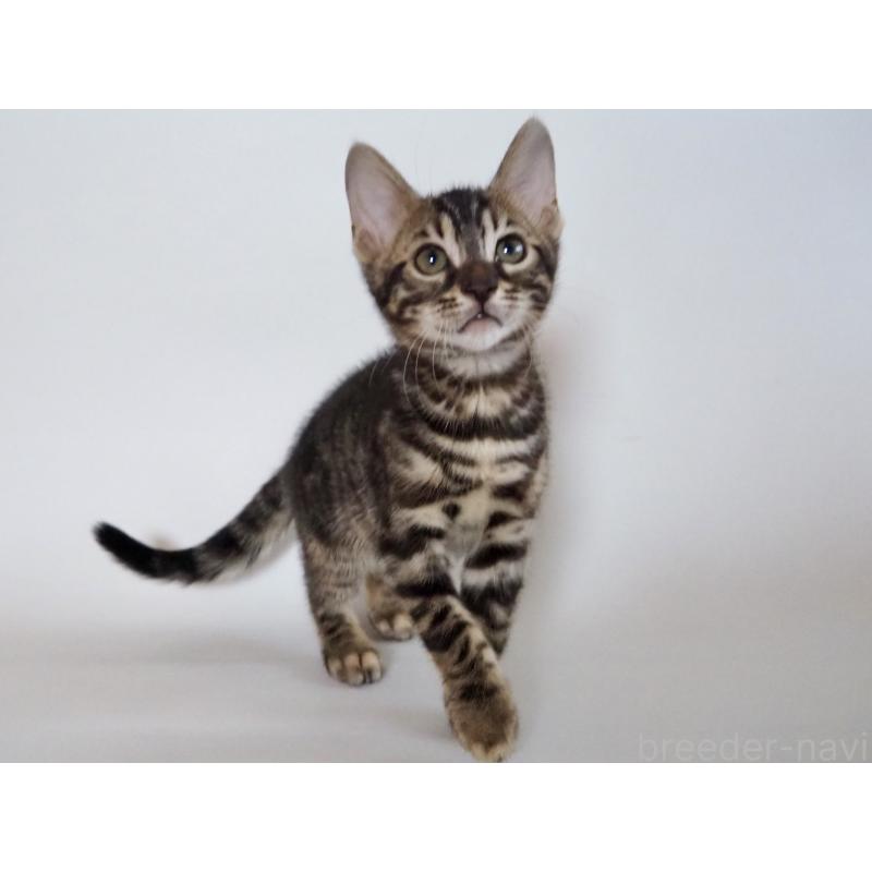 販売中の神奈川県のベンガル-131516の15枚目