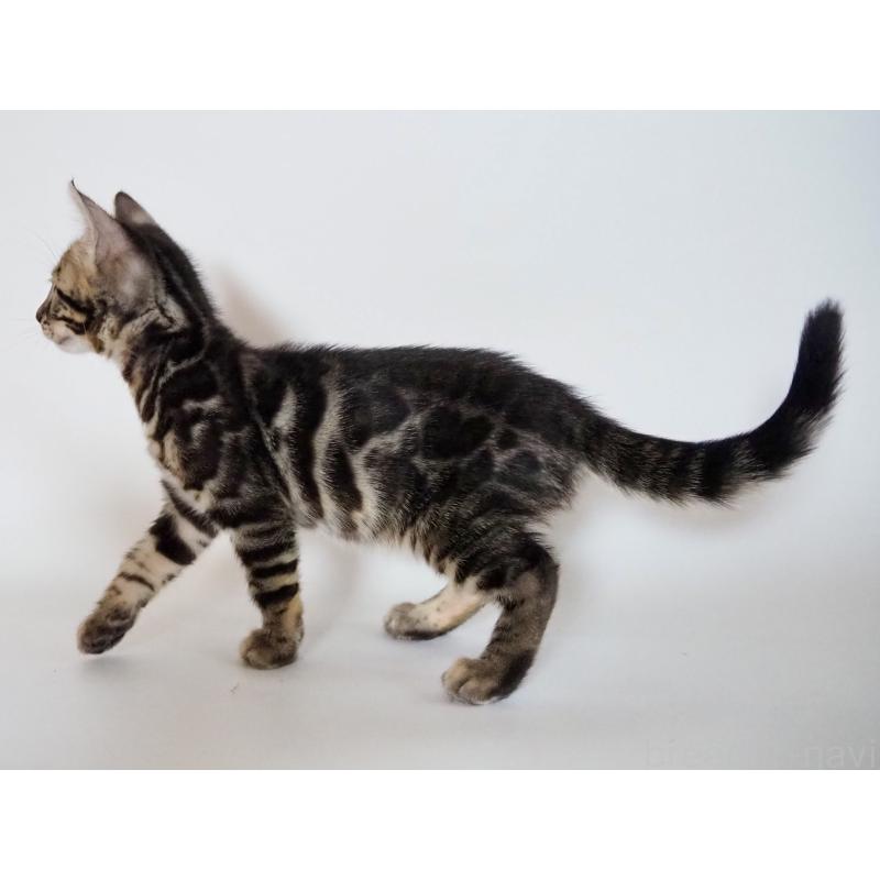 販売中の神奈川県のベンガル-131516の14枚目