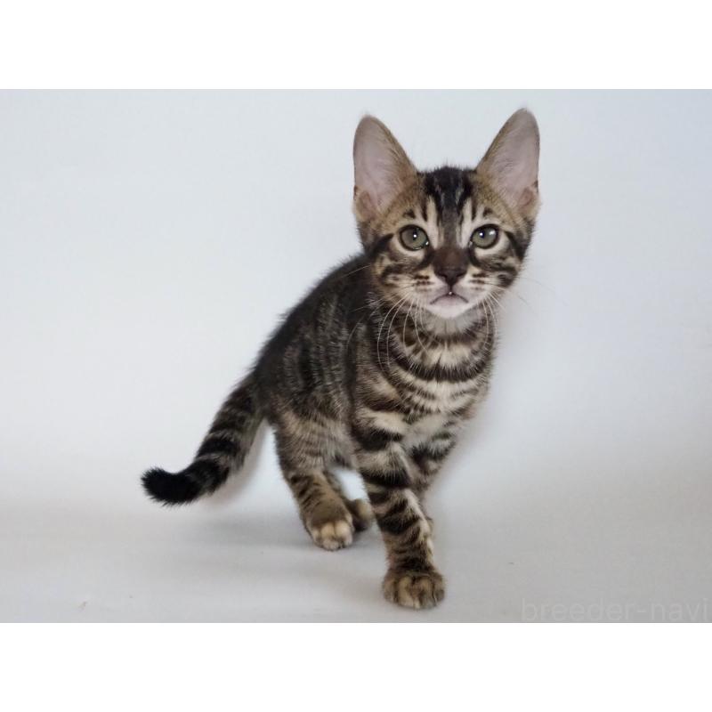 販売中の神奈川県のベンガル-131516の12枚目